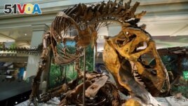 FILE - A Tyrannosaurus rex skeleton is seen at the Smithsonian Natural History Museum dinosaur and fossil hall in Washington, U.S., June 4, 2019. (REUTERS/Kevin Lamarque/File Photo)