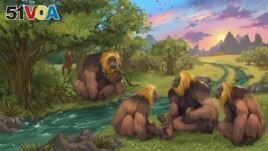 This illustration provided by researchers depicts Gigantopithecus blacki in a forest in the Guangxi region of southern China. (Garcia/Joannes-Boyau/Southern Cross University)