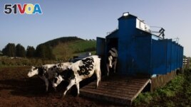 Cows leave from a mechanical milking facility, near Velas, on Sao Jorge Island, Azores, Portugal, March 28, 2022. (REUTERS/Pedro Nunes)
