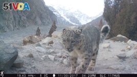 Conservation efforts leading to rise in snow leopard population in northern Pakistan (Courtesy: BWCDO)
