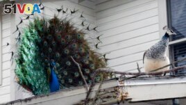 In this Wednesday, Dec. 23, 2009 photo, a peacock, left, fans his feathers in a courtship display to a peahen on a rooftop in Florida. Some residents want the birds removed.(AP Photo/Tamara Lush)