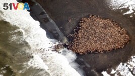 An estimated 35,000 Pacific walruses are pictured hauled out on a beach near the village of Point Lay, Alaska, 700 miles northwest of Anchorage, in this Sept. 2014 handout photo. (NOAA/NMFS/AFSC/NMML)