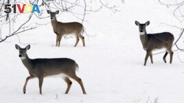 In this file photo, deer are seen in a blanket of snow in Lancaster, N.Y., Saturday, Jan. 5, 2013. (AP Photo/David Duprey, File)