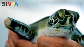 An employee holds a green sea turtle with an amputated flipper, after it was rescued from entanglement in marine debris, at the Khor Kalba Conservation Reserve in the city of Kalba, on the east coast of the United Arab Emirates, Tuesday, Feb. 1, 2022. 