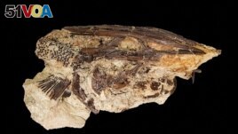The fossil of a Cretaceous Period paddlefish from the Tanis site in what is now southwestern North Dakota is seen in this undated handout image. Courtesy of During et al./Handout via REUTERS 