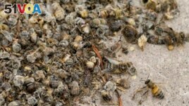 Dead bees lay on the ground next to a beehive at Carlos Peralta<I>&#</i>180;s bee farm in Colina, Chile, Jan. 17, 2021. (AP Photo/Esteban Felix)