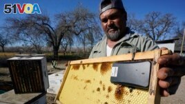 Beekeeper Helio Medina displays a beehive frame outfitted with a GPS locater that will be installed in one of the beehives he rents out, in Woodland, Calif., Thursday, Feb. 17, 2022. (AP Photo/Rich Pedroncelli)