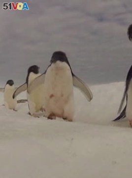 Penguin Sanctuary Plan Would Double World's Protected Oceans 