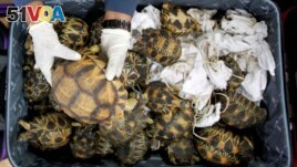 FILE - A Malaysian Customs official holds seized tortoise after a news conference at Customs office in Sepang, Malaysia, Malaysia on May 15, 2017. Malaysian authorities say they seized 330 exotic tortoises from Madagascar. (AP Photo/Daniel Chan, File)