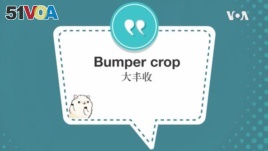 学个词--Bumper crop