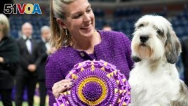 Handler Janice Hays poses for photos with Buddy Holly, a petit basset griffon Vend<I>&#</I>233;en, after he won best in show during the 147th Westminster Kennel Club Dog show Tuesday, May 9, 2023, at the USTA Billie Jean King National Tennis Center in New York. (AP Photo/Mary Altaffer)