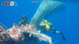 Italian Coast Guard divers work to free a whale caught in a fishing net off the coast of Lipari, Italy, in this video screengrab dated June 26, 2020. (Credit: Italian Coast Guard/Handout)