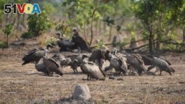 FILE - Vultures feed at an unspecified location given as Tanzania or Zambia in this undated handout image. (Courtesy of North Carolina Zoo/Handout via REUTERS)