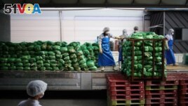 Employees unload napa cabbages at Cheongone Organic Kimchi factory in Cheongju, South Korea, September 26, 2022. (REUTERS/Kim Hong-Ji)