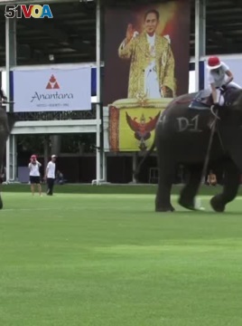 Pachyderms Play Polo to Raise Money for Elephants