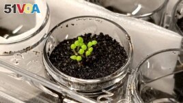 Seedlings of the tobacco relative benth, Nicotiana benthamiana, grow in simulated lunar soil in a laboratory at the China Agricultural University in Beijing, China, in this undated handout image obtained by Reuters on November 9, 2023. (Yitong Xia/Handout via REUTERS)