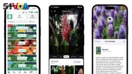 This combination of images show gardening apps, from left, the Seed to Spoon mobile gardening app, the Google Lens app, and Apple's AI-powered Visual Look Up feature to identify flowers. (Park Seed's From Seed to Spoon/Google/Apple via AP)