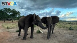 FILE - The male savannah elephant Doma and the female savannah elephant Kariba engage in greeting behavior at Jafuta Reserve in Zimbabwe in this undated handout picture. (Vesta Eleuteri/Handout via REUTERS)