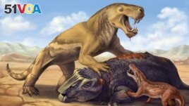 This undated illustration shows the Permian Period tiger-sized saber-toothed protomammal Inostrancevia atop its dicynodont prey, scaring off the much smaller species Cyonosaurus. (Matt Celeskey/Handout via REUTERS)