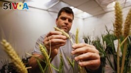 Agricultural engineer Maximiliano Marzetti checks a genetically modified wheat with a strain called HB4, which has a gene that helps it better tolerate drought, inside a laboratory at Bioceres Crop Solutions in Rosario, Argentina July 19, 2022. (REUTERS/Agustin Marcarian)