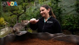 San Diego Zoo wildlife care specialist Lauren Credidio provides a treat to Runa after she searched and found a pouch of chamomile tea during a presentation at the zoo Thursday, April 13, 2023, in San Diego. (AP Photo/Gregory Bull)