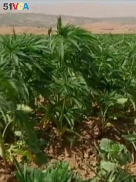 Syrian War Aids Lucrative Cannabis Farming in Lebanon