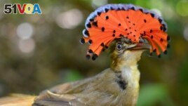 This photo provided by researchers shows a royal flycatcher bird in Las Cruces Biological Station in Coto Brus, Costa Rica in March 2018. (J. Nicholas Hendershot via AP)