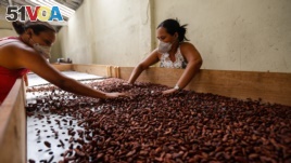 Brazilian Altiele Carvalho dos Santos, 32, and Gloria de Jesus Santos, 36, sort cocoa beans at the Altamira farm in Itajuipe, Bahia state, Brazil, Dec. 13, 2019.