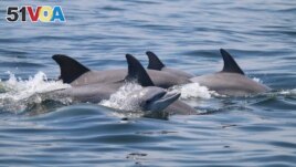 In this May 2019 photo provided by the Potomac-Chesapeake Dolphin Project, dolphins swim together in the Potomac River between Lewisetta and Smith Point, Va. (Ann-Marie Jacoby/Potomac-Chesapeake Dolphin Project via AP)
