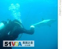 A scuba diver looks at a Caribbean reef shark