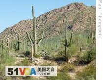 Giant cactus plants in Saguaro National Park near Tucson, Arizona