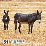 Burros as Guard Dogs on the Farm