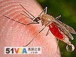 Malaria is spread by the Anopheles mosquito