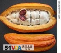 Cacao fruit with the seeds inside