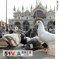 Feeding the Hungry, but Not With Pigeons