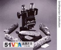 Barbara McClintock's microscope and five ears of corn at the National Museum of American History