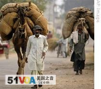 India's Camel Population Drops