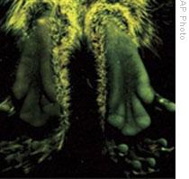 The hands of one of the transgenic marmosets as seen under ultraviolet light.