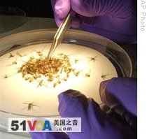 A scientist for the Massachusetts Department of Health prepares mosquitoes to be tested for viruses that can cause encephalitis