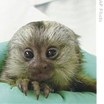 Transgenic baby marmosets in an image published with the study that appeared in the journal Nature