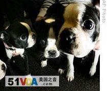Boston terrier puppies that were surrendered to the Massachusetts Society for the Prevention of Cruelty to Animals in January