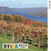 Grapevines stand empty of their fruit on a hillside overlooking Keuka Lake