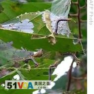 Liberia Seeks Help as Caterpillars Attack Crops