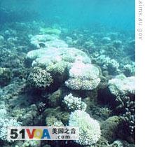 Bleached coral in Australia's Great Barrier Reef
