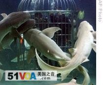 As part of Earth Day celebrations in April, the U.S. ambassador to Indonesia, Cameron Hume, fed sharks from a cage in a tank