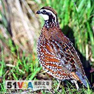 The Northern Bobwhite is a grassland bird that is close to disappearing