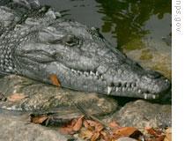 An American crocodile
