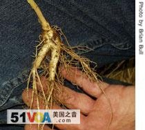Growing Ginseng in the US 