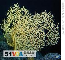 Oldest Examples of Two Coral Species Are Found