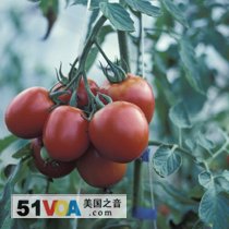 Do-It-Yourself: Growing Tomatoes